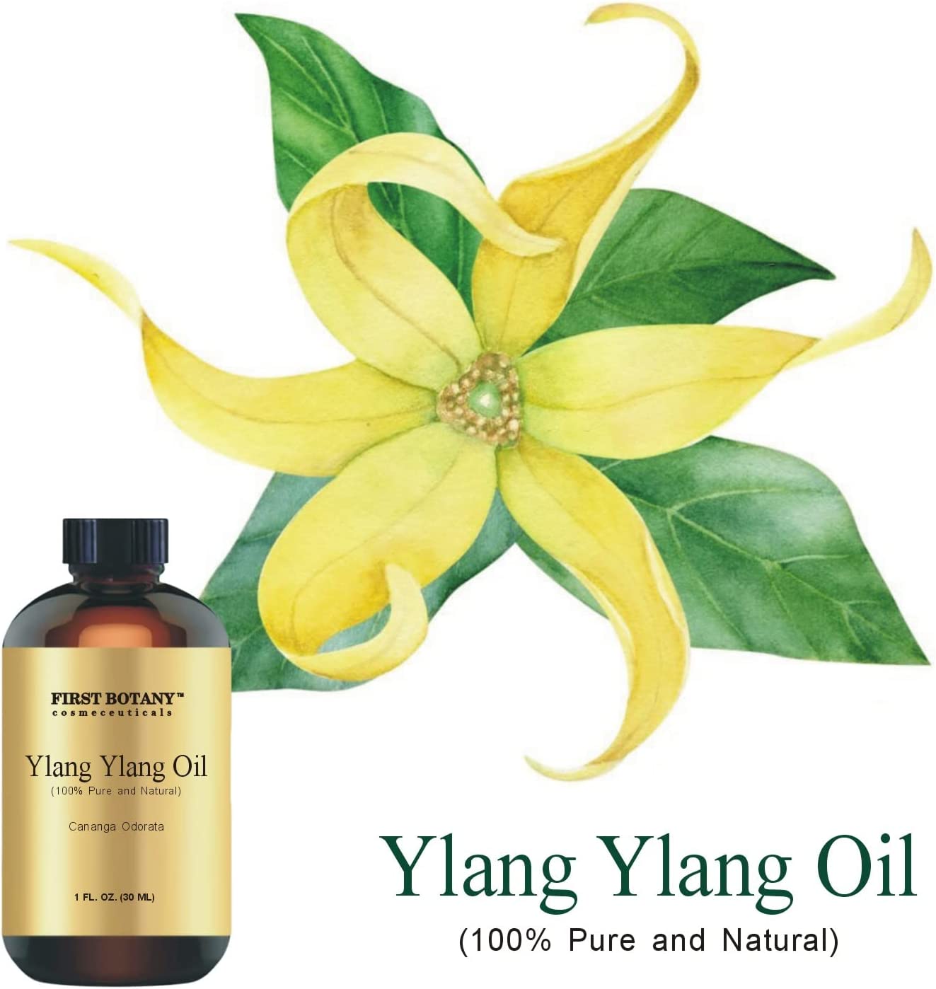 100% Pure Ylang Ylang Oil - Premium Ylang-Ylang Essential Oil for Aromatherapy, Massage, Topical & Household Uses - 1 fl oz (Ylang Ylang)